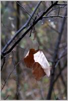 Click to view kora_tel_2008_t1.jpg