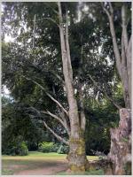 Click to view 47_arboretum_5_t1.jpg