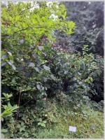 Click to view 48_arboretum_6_t1.jpg
