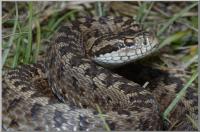 Click to view fokozottan_vdett_rkosi_vipera_szelnyi_gbor_t1.jpg